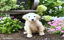 Maremma Sheepdog dogs for sale: Ginger - Image 1