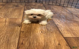 Maltipoo dogs for sale: Sofia - Image 3