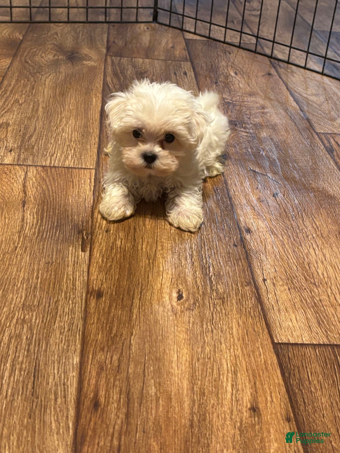 Maltipoo dogs for sale: Sofia - Image 3