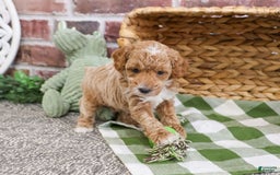 Miniature Poodle dogs for sale: Riggs - Image 4