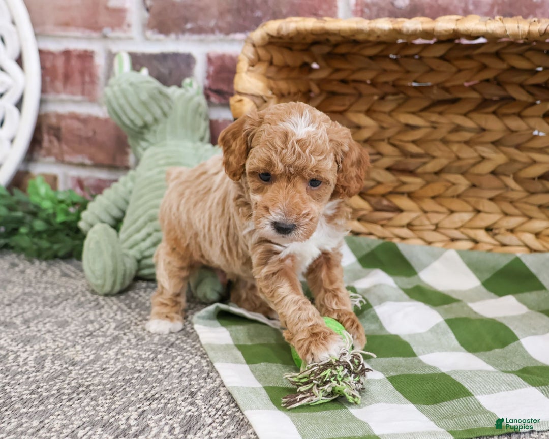 Miniature Poodle dogs for sale: Riggs - Image 4
