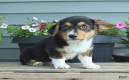 Welsh Corgi Pembroke dogs for sale: Harly - Listing for pets: Hannah, Harper, Harry, Harly, Hazel, Holly, Hank, Haven - Image 3
