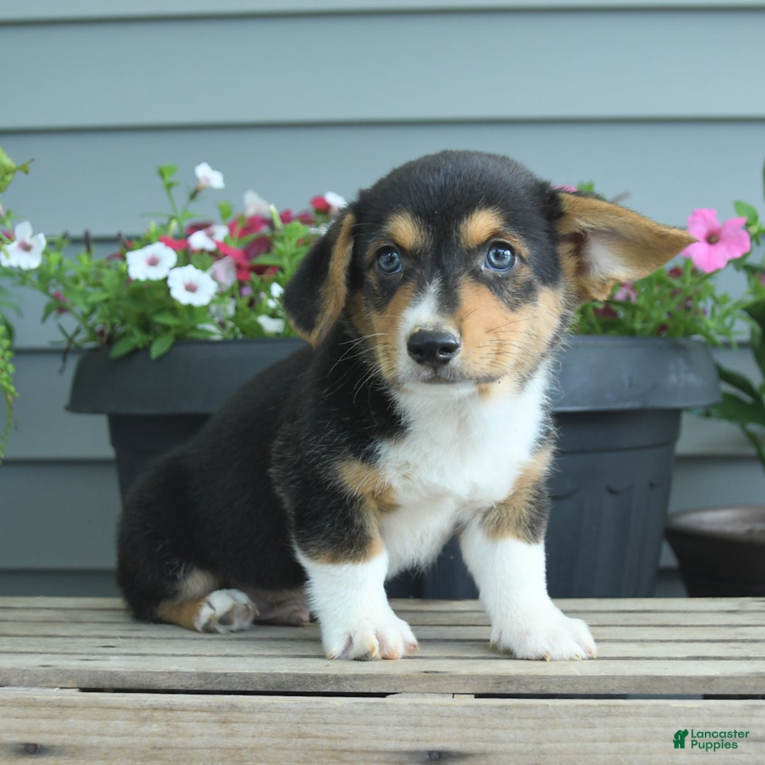 Welsh Corgi Pembroke dogs for sale: Harly - Listing for pets: Hannah, Harper, Harry, Harly, Hazel, Holly, Hank, Haven - Image 3