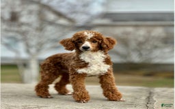 Goldendoodle dogs for sale: Canyon - Image 6