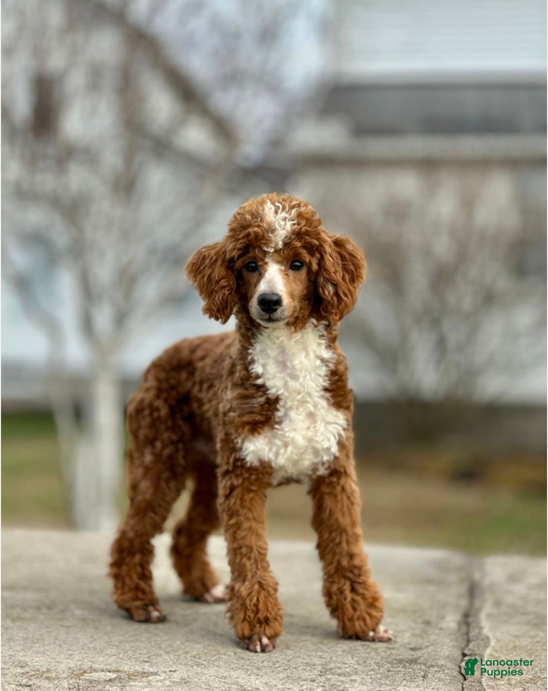 Goldendoodle dogs for sale: Canyon - Image 6