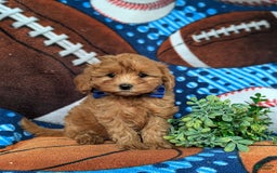 Cavapoo dogs for sale: Lewis Toy Size Hypoallergenic - Image 1