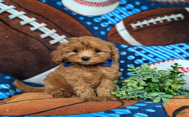 Cavapoo dogs for sale - Ad 1