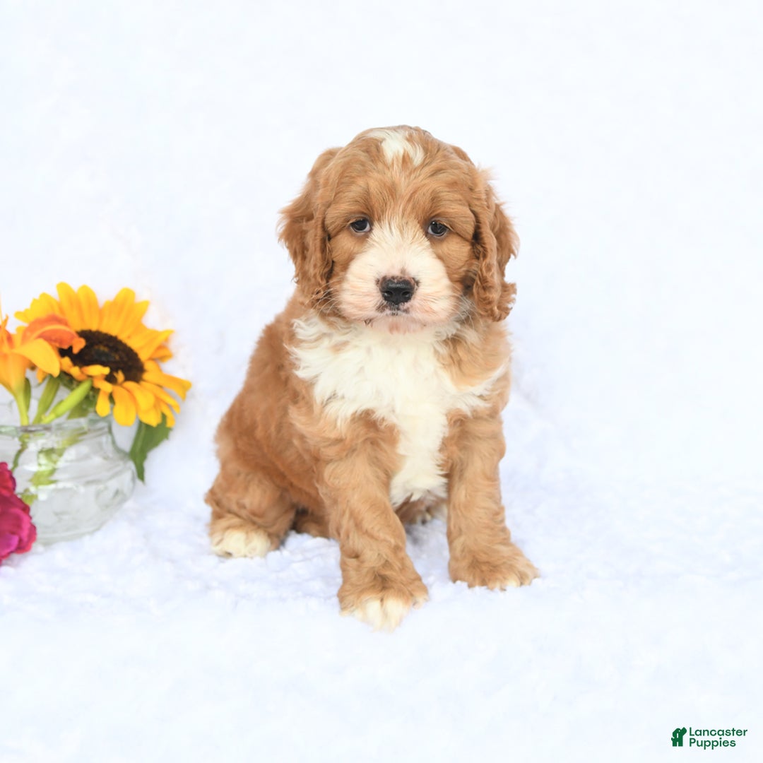 Cockapoo dogs for sale: Reagan - Image 3