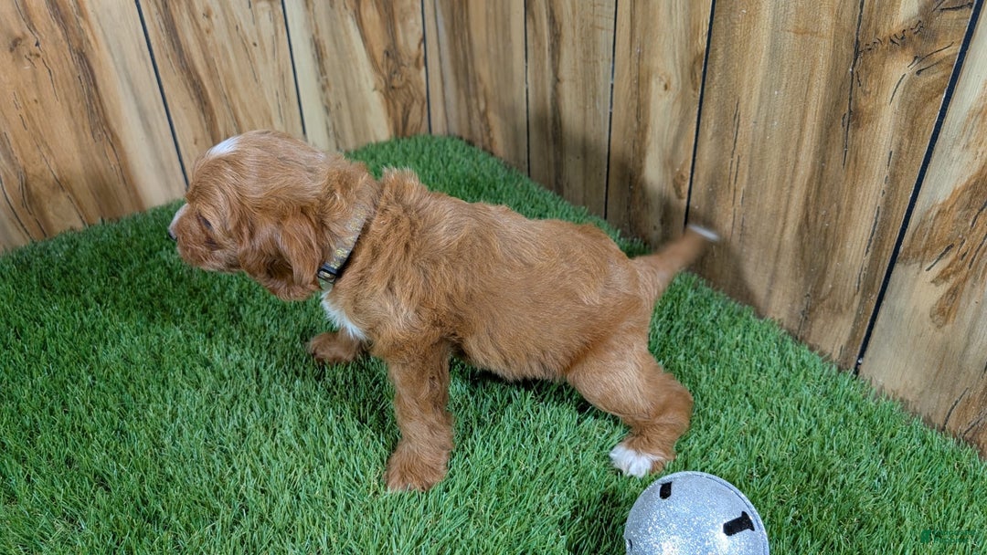Cavapoo dogs for sale: Honeycomb Girl 9 - Image 8