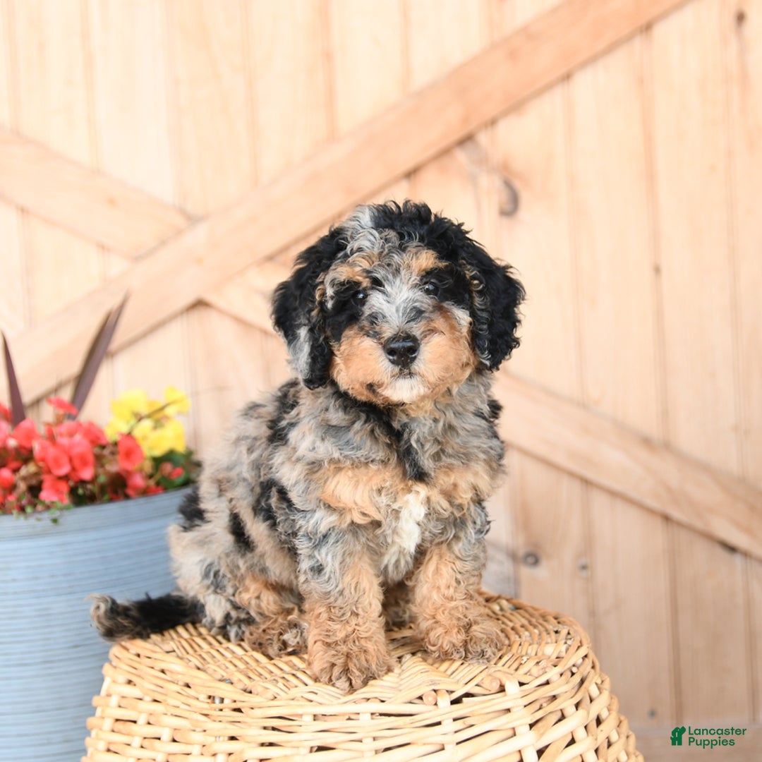 Mini Bernedoodle dogs for sale: Buttercup - Image 2