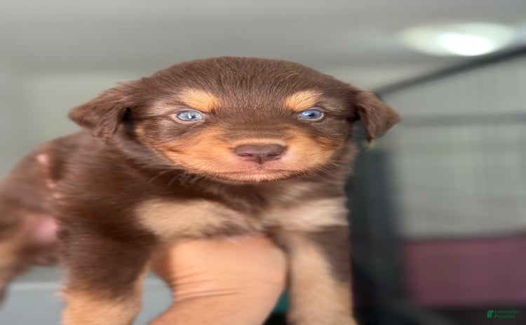 Australian Shepherd dogs for sale - Ad 3