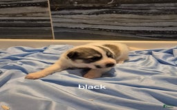 Great Pyrenees dogs for sale: Black - Image 12