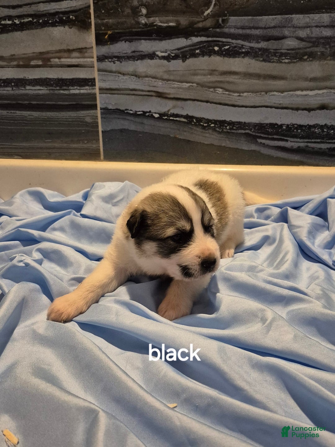 Great Pyrenees dogs for sale: Black - Image 12