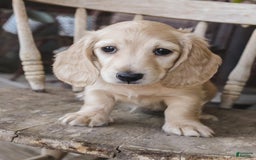 Dachshund dogs for sale: Mel - Image 3