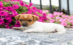 Jack Russell Terrier dogs for sale: Marsha - Image 1