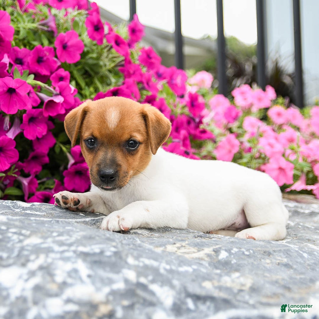 Jack Russell Terrier dogs for sale: Marsha - Image 1