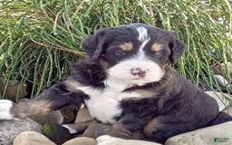 Mini Bernedoodle dogs for sale: Shiloh - Image 5