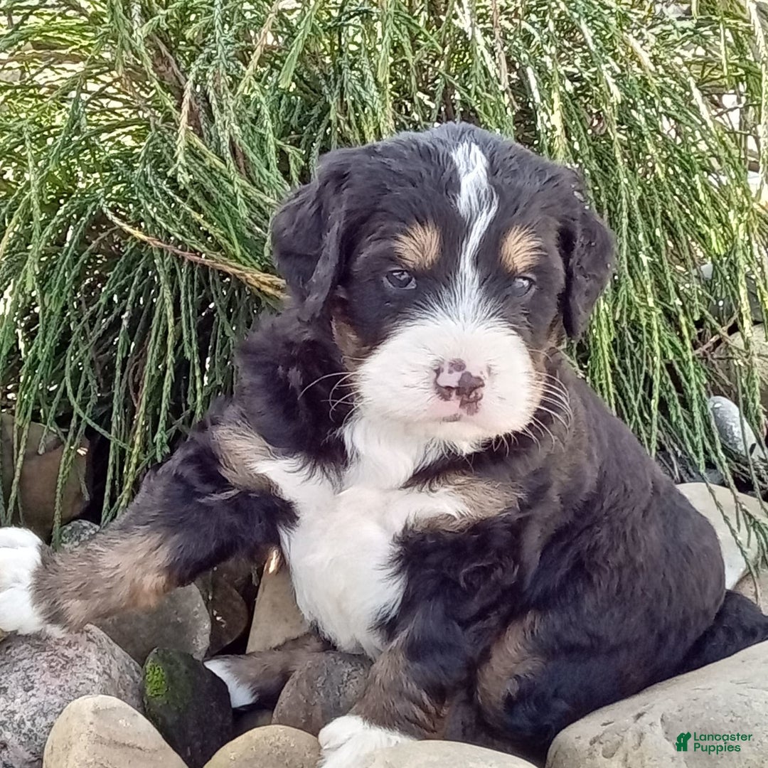 Mini Bernedoodle dogs for sale: Shiloh - Image 5