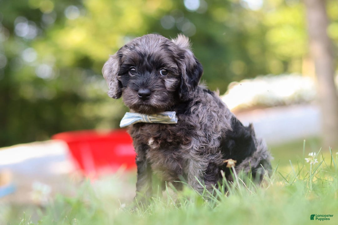 Cockapoo dogs for sale: Monty - Image 6