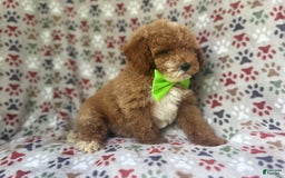 Cockapoo dogs for sale: Ridge - Image 8
