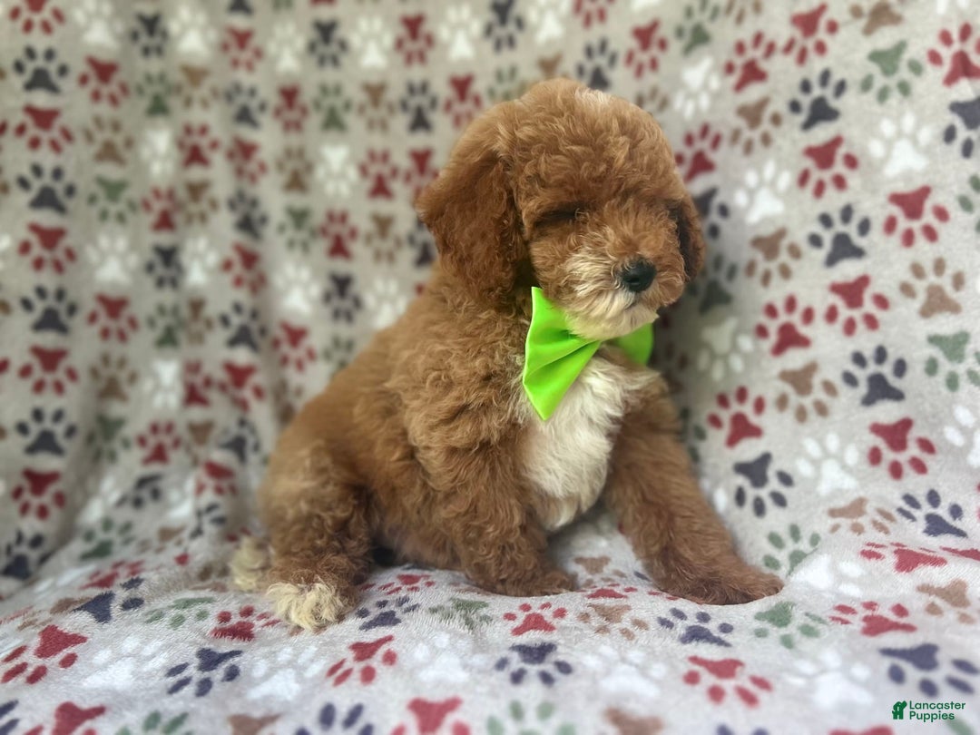 Cockapoo dogs for sale: Ridge - Image 8