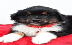 Miniature Australian Shepherd dogs for sale: Liam - Image 1