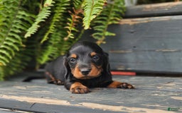 Dachshund dogs for sale: Tux - Image 1