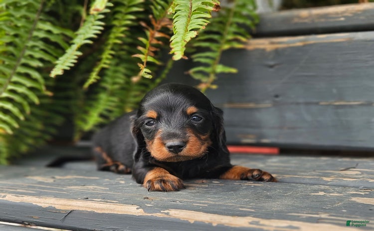 Dachshund dogs for sale - Ad 1