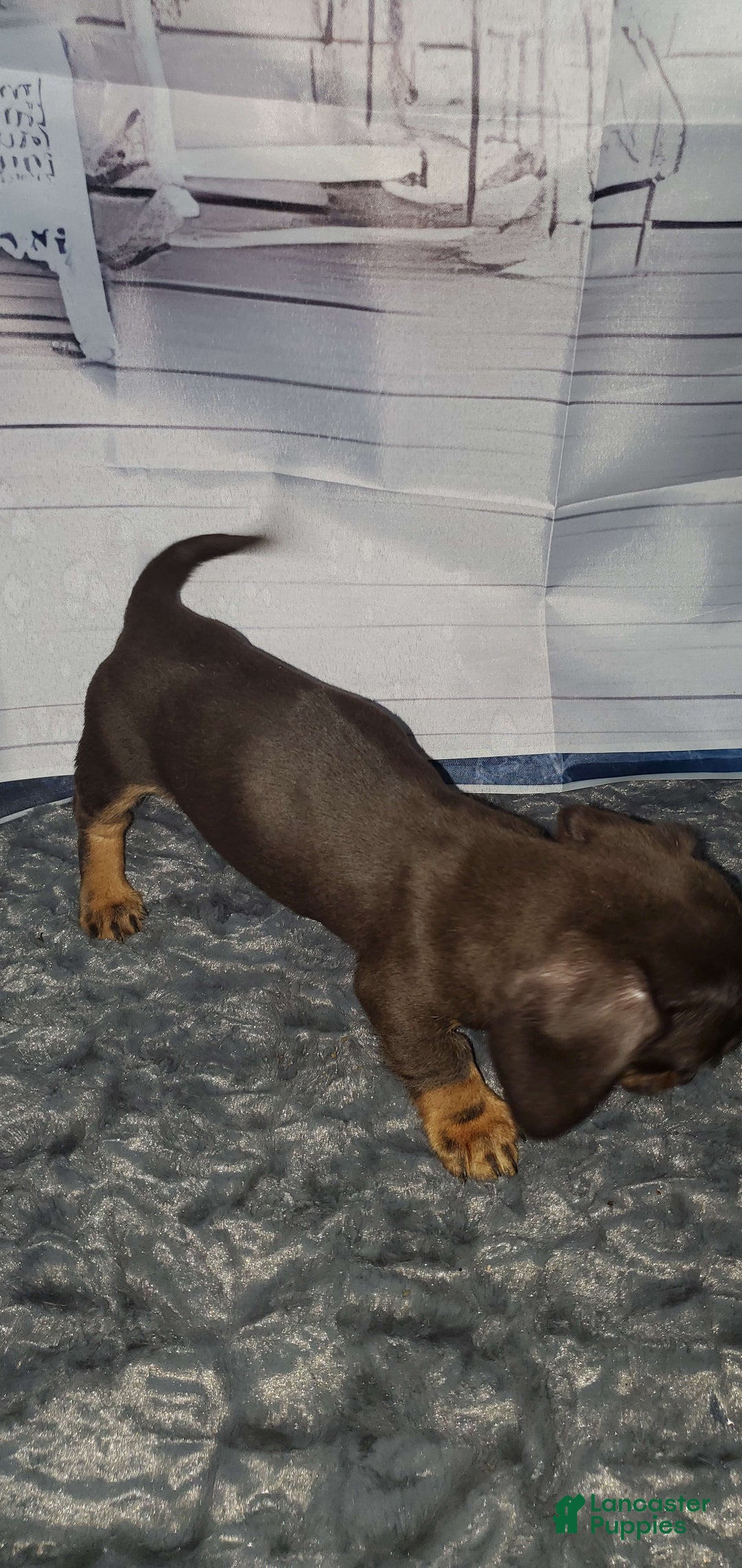Miniature Dachshund dogs for sale: Nova - Image 5