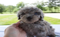 Miniature Poodle dogs for sale: Benson - Image 8