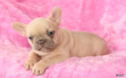 French Bulldog dogs for sale: Beauty - Image 8