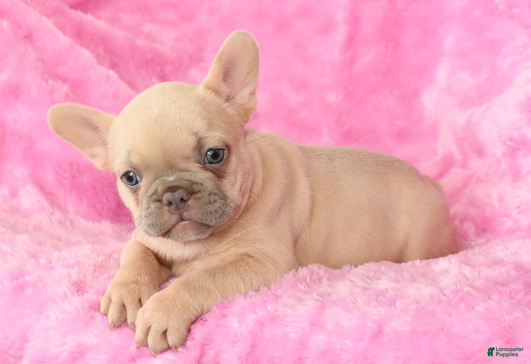 French Bulldog dogs for sale: Beauty - Image 8