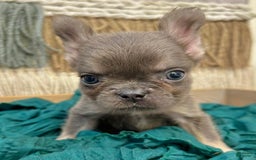 French Bulldog dogs for sale: Fluffy French Bulldog - Image 2
