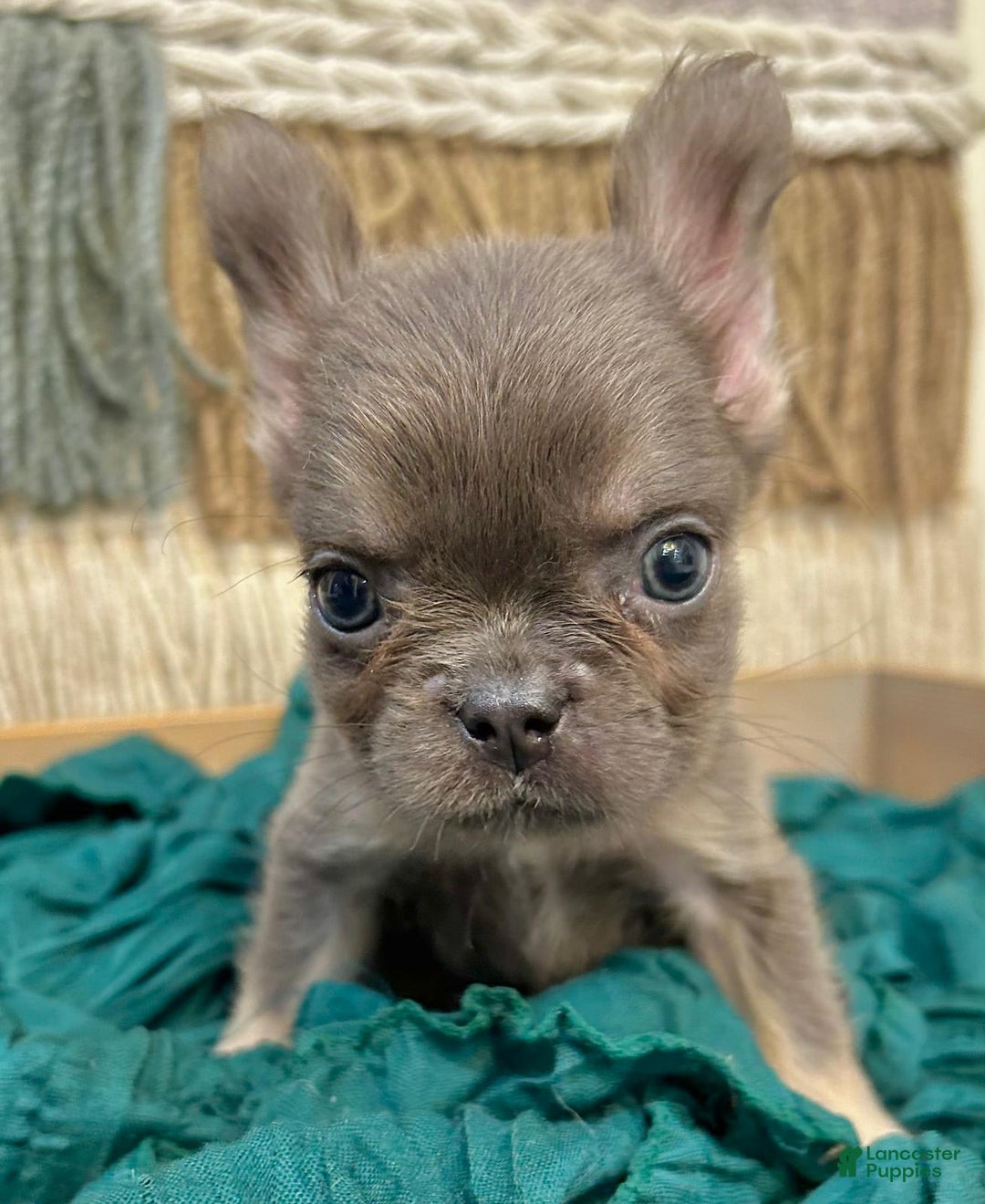 French Bulldog dogs for sale: Fluffy French Bulldog - Image 2