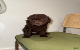 Toy Poodle dogs for sale: Chocolate - Image 3
