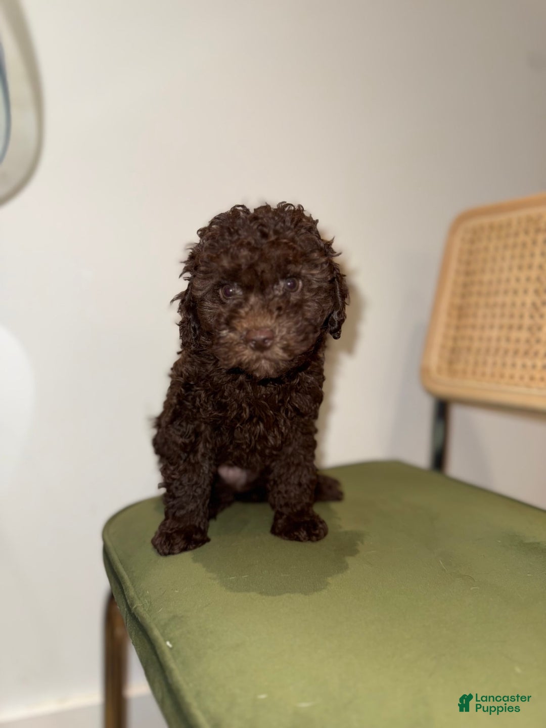 Toy Poodle dogs for sale: Chocolate - Image 3