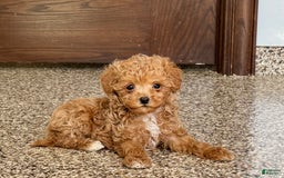 Maltipoo dogs for sale: Jordan - Image 7