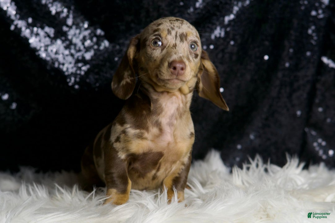 Miniature Dachshund dogs for sale: Piper - Image 3