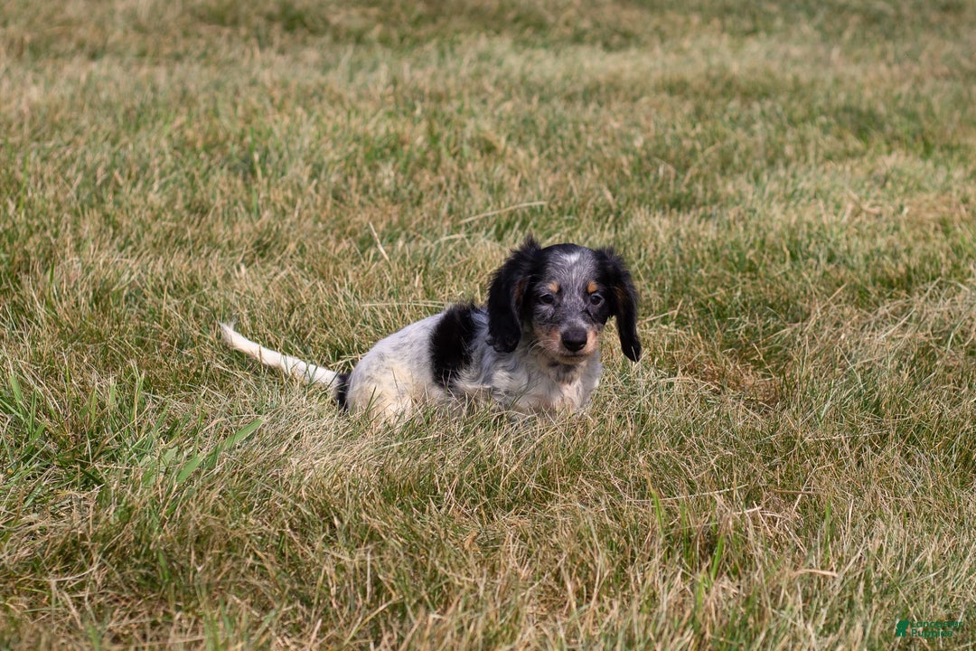 Miniature Dachshund dogs for sale: Maverick - Image 12
