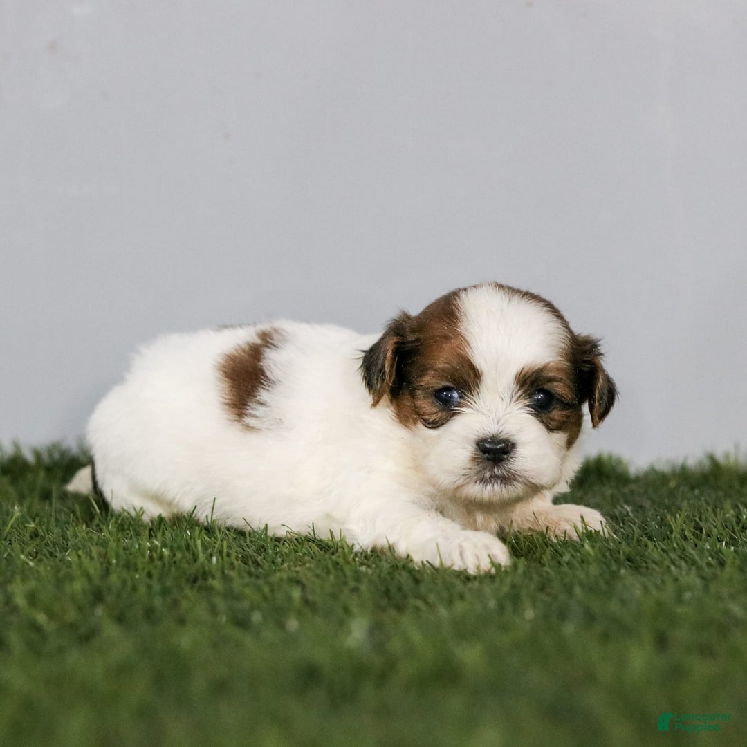 Shihpoo dogs for sale: Buster - Image 26