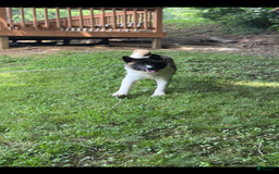 Akita dogs for sale: Jasper - Image 2