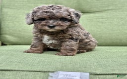 Miniature Poodle dogs for sale: Raya - Image 12