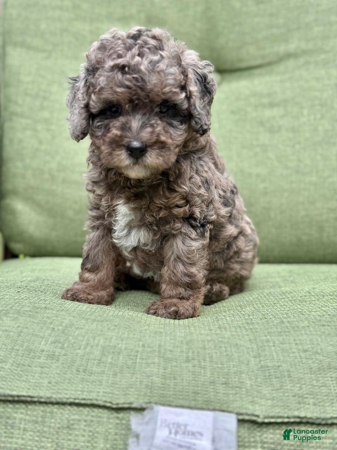 Miniature Poodle dogs for sale: Raya - Image 12