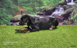 Catahoula Leopard Dog dogs for sale: Jesse 2025 Female 1 - Image 3