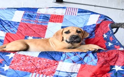 Cane Corso dogs for sale: Milo - Image 8