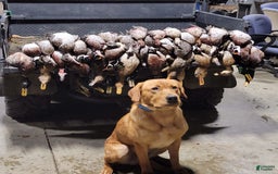 Labrador Retriever dogs for sale: Timmy - Image 8
