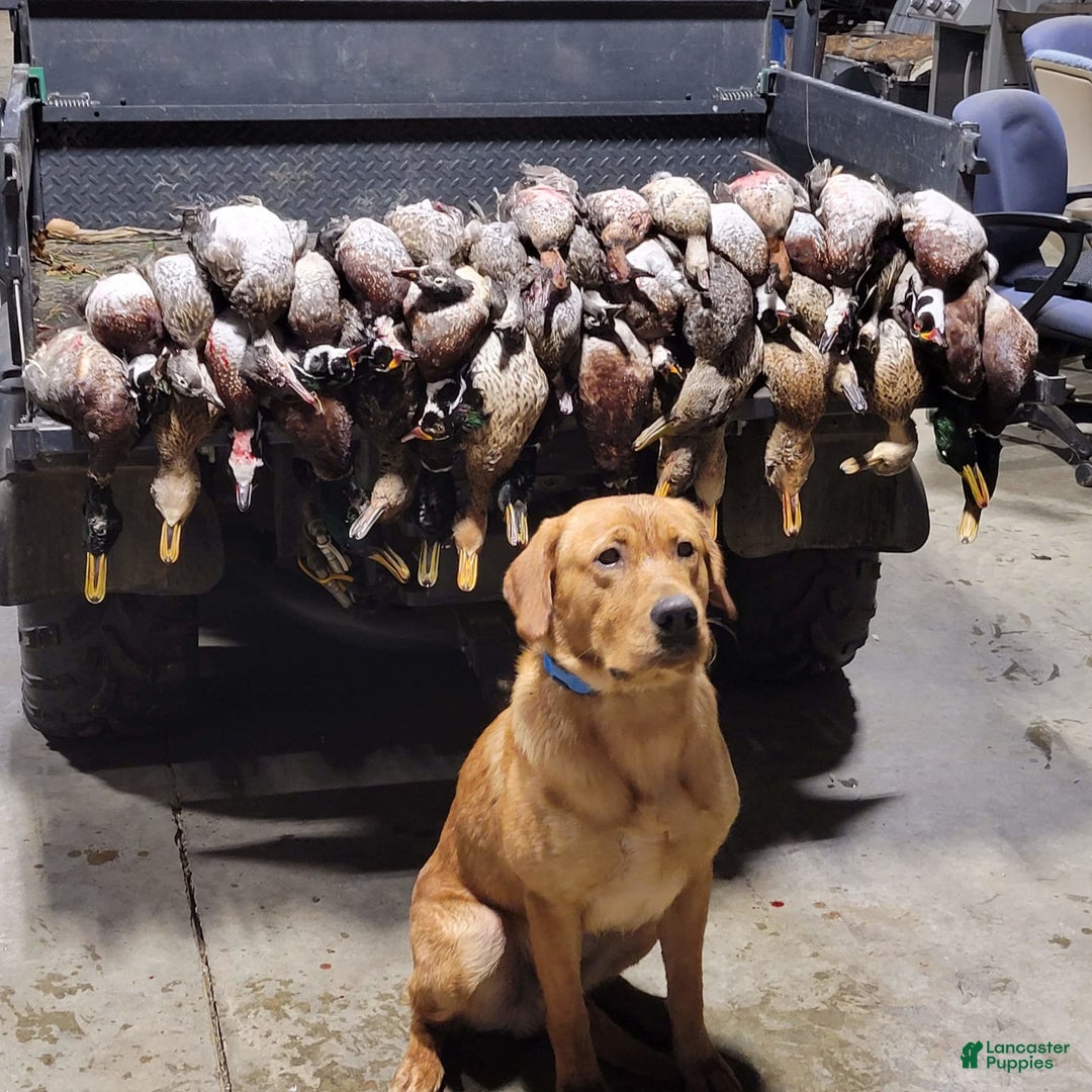 Labrador Retriever dogs for sale: Timmy - Image 8