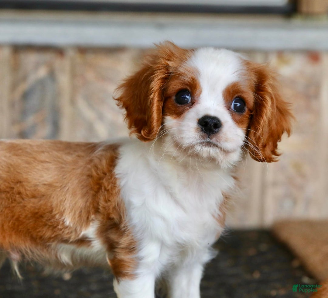 Cavalier King Charles Spaniel dogs for sale: Loki - Image 6