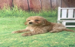 Mini Goldendoodle dogs for sale: Kona - Image 3