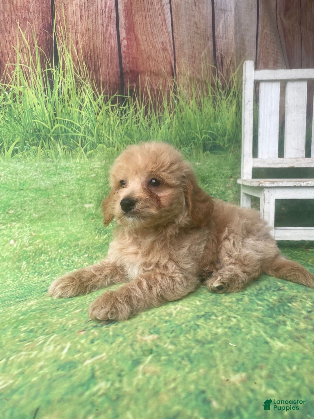 Mini Goldendoodle dogs for sale: Kona - Image 3